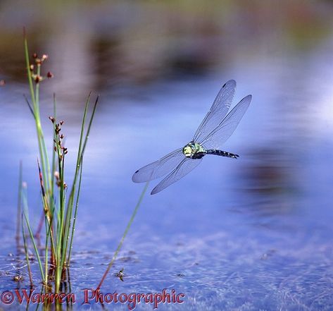 Southern Hawker Dragonfly (Aeshna cyanea) male in flight.  Europe In Flight Photography, Dragonfly In Flight, Nature Mural, Dragonfly Quotes, Dragonfly Photography, Dragonfly Photos, Dragonfly Painting, Tattoo Reference, Dragonfly Dreams