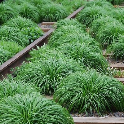 Carex oshimensis 'Irish Green' Ornamental Grass 2L | eBay Carex Grasses, Evergreen Grasses, Carex Grass, Carex Oshimensis, Yard Plants, Ornamental Grass, Propagation Station, Plant Seedlings, Winter Plants