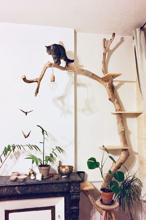 Real Branch Cat Tree, Tree Branch Cat Tree, Cat Tree Branch Diy, Drift Wood Cat Tree, Cat Tree On Wall, Diy Cat Tree Real Branches, Barkitecture Ideas, Diy Cat Perch, Branch Cat Tree