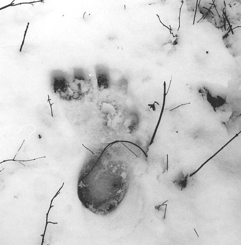 Footprints Gallery - Sasquatch Canada contains current and authoritative information on sasquatch and other homins. Yeti Footprint, Bigfoot Art, Paw Print Tattoo, The Road, Road, Blue, Art