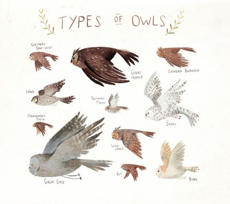 taryndraws: a squad of squawks Potter Art, Owl Print, Harry Potter Art, Drawing Tutorials, Fantastic Beasts, Narnia, Animal Illustration, Book Illustration, The Words