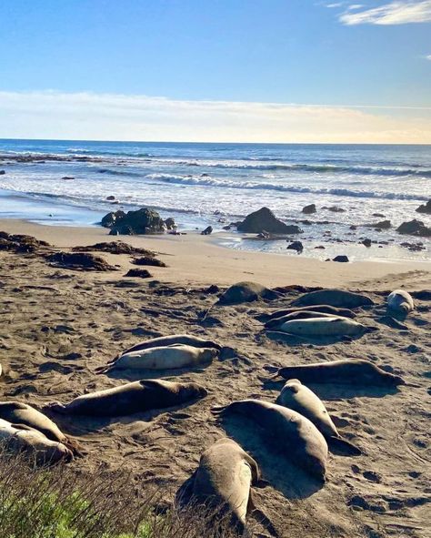 San Simeon Zebras | San Simeon, California San Simeon California, Elephant Seals, Male Elephant, Elephant Seal, San Simeon, Hearst Castle, Seal Pup, Highway 1, Learn To Swim