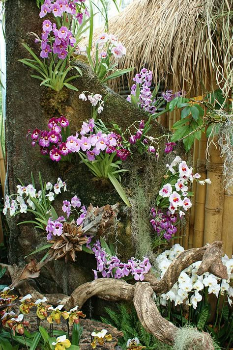 Orchid Garden Ideas, Orchid House, Orchid Planters, Tropical Garden Design, Orchid Garden, Growing Orchids, Orchids Garden, Flower Garden Design, Orchid Arrangements