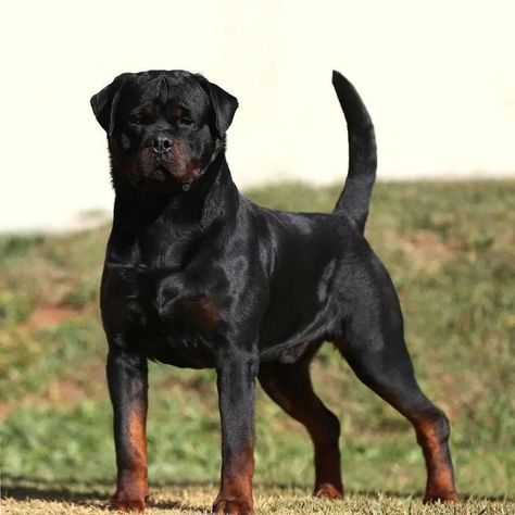 Rottweiler Pictures, Wallpaper Dog Aesthetic, Rottweiler Tattoo, Animals And Pet Supplies, German Rottweiler, Dog Tattoo Ideas, Rottweiler Breed, Wallpaper Dog, Rottweiler Love