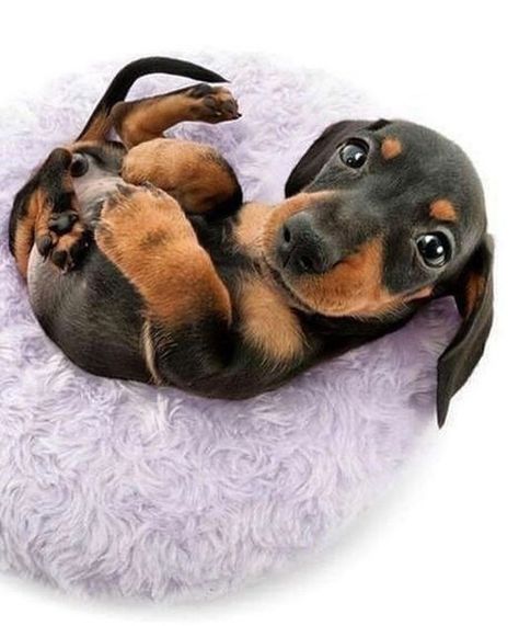 Daschund Puppies, Dream Pet, Funny Dachshund, Weenie Dogs, Dachshund Puppies, Dachshund Lovers, Dachshund Puppy, Dachshund Love, Weiner Dog