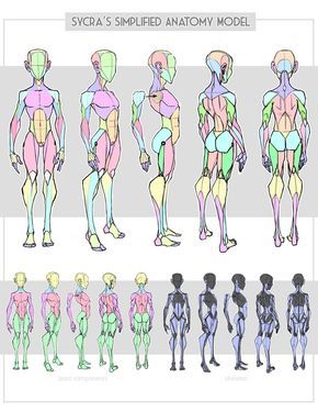 http://sycra.deviantart.com/art/Sycra-s-Simplified-Anatomy-Model-616377551 Anatomy Models, Anatomy Tutorial, Human Anatomy Drawing, Human Figure Drawing, Human Anatomy Art, Anatomy Sketches, Anatomy For Artists, Body Reference Drawing, Body Anatomy