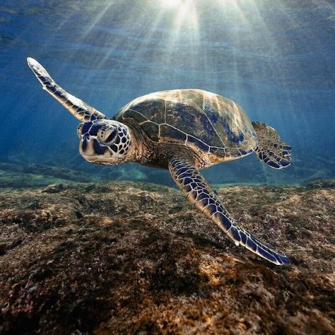 Sea Turtle Sea Turtle Photography, Sea Turtles Photography, Sea Turtle Facts, Sea Turtle Wallpaper, Turtle Photography, Mustang Horses, Fish Freshwater, Sea Turtle Pictures, Sea Turtle Painting