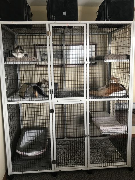 Pet Enclosure Indoor, Diy Cat Cage Indoor, Cat Cages Outdoor, Cat Cage Ideas, Cat Enclosure Indoor, Indoor Cat Enclosure, Cat House Design, Cat Cages Indoor, Catio Plans