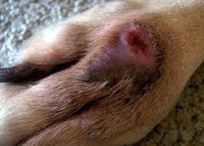 How To Treat Or Prevent Hot Spots On Dogs At Home | Banixx Hot Spots On Dogs, Cat Wounds, Dog Hot Spots, Dogs Ears Infection, Dog Wound, Nail Infection, Spotted Dog, Dog Smells, Pet Shampoo