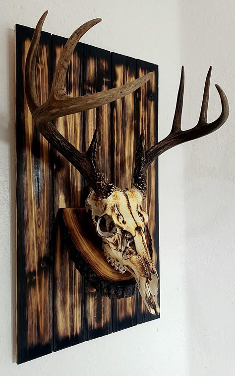 Bear Mounts Ideas, European Deer Head Mount Ideas, Moose Antlers Decor, Elk Skull Mount, Whitetail European Mount Ideas, Euro Mount Display, Deer Antler Mount Ideas, European Skull Mount Ideas, Deer Skull Mount Ideas