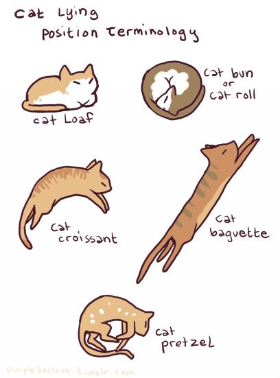 Cat nap positions Cat Roll, Cat Pose, 자수 디자인, Space Cat, Cat Sleeping, Meow Meow, Dessin Adorable, Cat Person, Sphynx