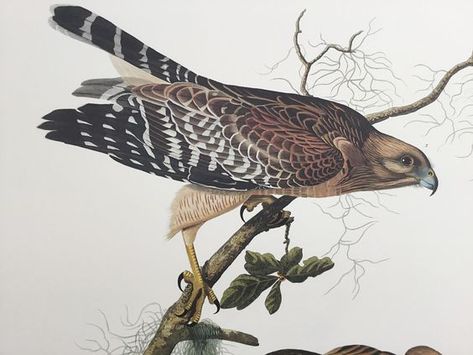 Princeton Audubon Red-shouldered Hawk from John James Audubon’s Birds of America. Avian Anatomy, Bird Flash, Falcon Reference, Bird Illustration Print, Audubon Prints, Neighborhood Friends, Wildlife Illustration, Japanese Bird, Audubon Birds