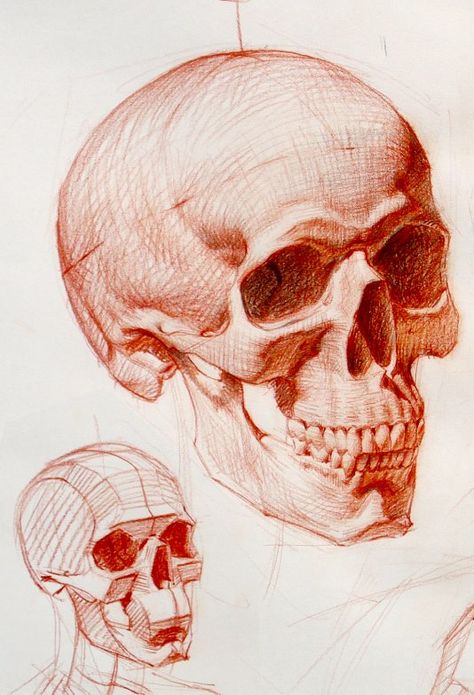 Academic Art Sketch, Skeleton Head Reference, Head Bone Drawing, Academic Drawing Anatomy, Ramon Hurtado, Skeleton Head Drawing, Skull Drawing Sketches, Academic Painting, Skeleton Drawing