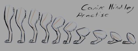 Picture Canine Drawing, Dog Anatomy, Wolf Drawing, Creature Drawings, Anatomy Drawing, Poses References, Guided Drawing, Anatomy Reference, Art Tutorials Drawing