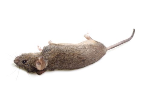 Dead Mouse, Eye Brows, Of Mice And Men, Weird Stuff, Background White, Stock Photography Free, Work Ideas, Mice, The Dead