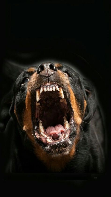 Angry Dog, Rottweiler Love, Scary Dogs, Scary Animals, Dangerous Dogs, Dog Attack, Aggressive Dog, Rottweiler Dog, Dog Biting