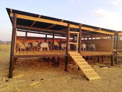 Goats Farm Ideas, Goat House Plans, Chicken And Goat Pen, Pig House Ideas, Goat Shed Ideas, Goat Stalls, Goat House Ideas, Goat Shelter Ideas, Goat Enclosure