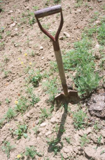 How To Remove Grass, Creeping Myrtle, Maclura Pomifera, Hedge Apples, Leopard Plant, Vinca Minor, Mock Orange, Sandy Soil, Ground Cover Plants