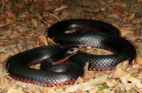 Red bellied black snake Red Belly Black Snake, Butterfly Art Painting, Snake Venom, Reptile Snakes, Live Animals, Types Of Animals, Black Snake, Snake Tattoo, Australian Animals