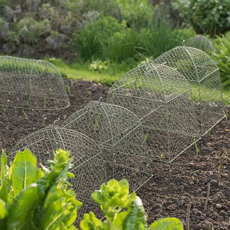 Buy Rabbit proof cloche: Delivery by Waitrose Garden Garden Cloche, Fruit Bushes, Victory Garden, Planting Plan, Plant Protection, Square Foot Gardening, Veggie Garden, Greenhouses, Kitchen Garden