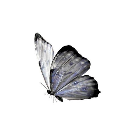 Butterfly Png Aesthetic, Butterfly Icons, Butterflies Png, Butterfly Icon, Png Butterfly, Butterfly Png, Artsy Background, Aesthetic Objects, Flower Icons