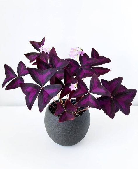 Shamrock Plant, Purple Shamrock, Oxalis Triangularis, Purple Plants, Plant Wishlist, Pothos Plant, Purple Garden, Plant Tags, Plant Therapy