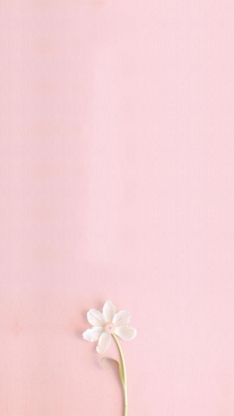 pink,literature and art,fresh,flowers,h5,small fresh,simple,literature,art,small,white Blank Wallpaper, Pastel Pink Wallpaper, Girly Wallpaper, Pink Flowers Wallpaper, Flowers Wallpapers, Wallpaper Iphone Disney, Trendy Flowers, Trendy Wallpaper, Flower Background Wallpaper