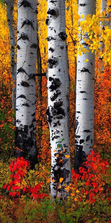 Color is in full swing on McClure Pass in Western Colorado. Aspen Trees Drawing, Aspen Trees In Fall, Painting Aspen Trees, Aspen Tree Painting Acrylic, Aspen Tree Art, Autumn Trees Photography, Birch Tree Photography, Aspen Trees Photography, Western Images