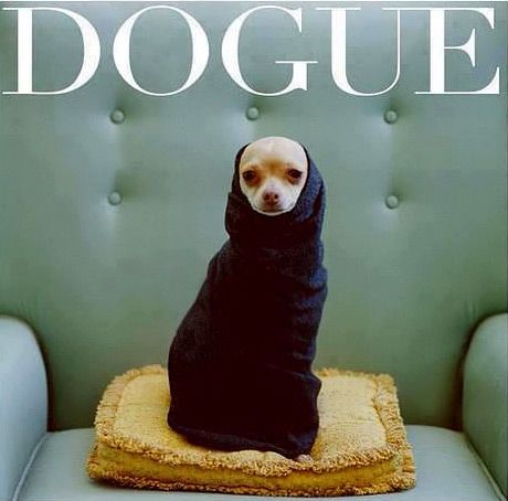 dogue_magazine-460x454 Boxer Mix, Love My Dog, Chihuahua Love, Blue Chair, Memes Humor, Baby Dogs, Infj, Doberman, 귀여운 동물