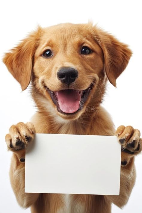 Golden Retriever Holding Blank Sign for Messages or Advertisements Against White Background stock photography Pet Advertising, Don't Give Up Quotes, Dog Birthday Invitations, Giving Up Quotes, Pet Boarding, Blank Sign, Girl Tattoo, Pet Day, Dry Dog Food