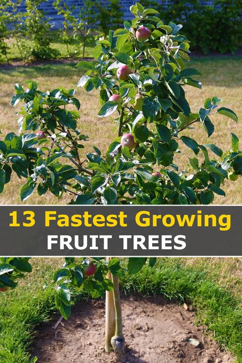 Best Time To Plant Fruit Trees, When To Plant Apple Trees, Easy Fruit Trees To Grow, Best Fruit Trees To Grow In Florida, Fruit Tree Planting Guide, Fruit Trees For Privacy, Zone 8 Fruit Trees, Planting An Orchard, Planting Fruit Trees In Yard