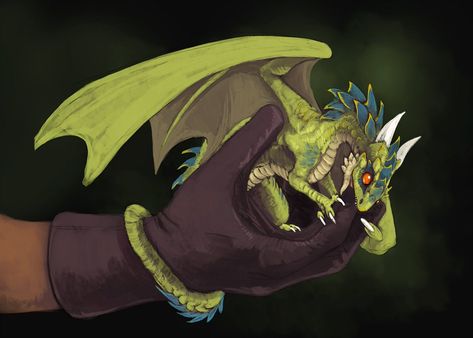 Tiny Dragon, Dragon Tales, Dnd Dragons, Cool Dragons, Fairy Dragon, Fantasy Beasts, Dragon Rider, Dragon Pictures, Little Dragon