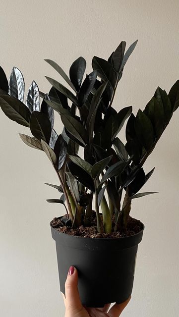 Zz Plant Raven, Black Potted Plants, Raven Plant, Raven Zz Plant, Creepy Plants, Black Plants, Wishlist Plants, Tropical House Plants, Future Bedroom