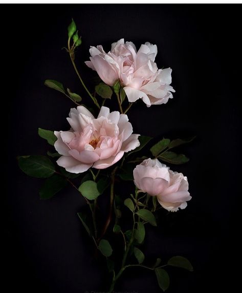 Peony Bud, Wallpaper Photography, Flower Sleeve, Garden Drawing, Dark Flowers, Peony Rose, Photography Aesthetic, Floral Photography, Romantic Roses