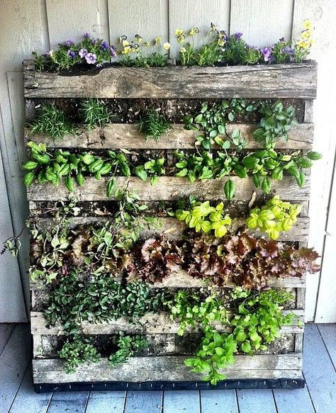 Garden Types, Kebun Herbal, Lobelia Cardinalis, Taman Diy, Herb Garden Pallet, Jardim Diy, Vertical Herb Garden, Plants Growing, Pallets Garden