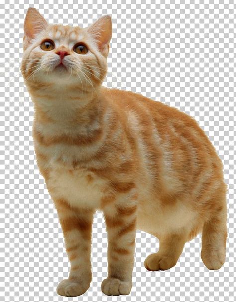 Cats Png, Pet Branding, Free Download Pictures, Cat Png, Image Cat, Flowery Wallpaper, Image Chat, Background Clipart, Pet Kitten