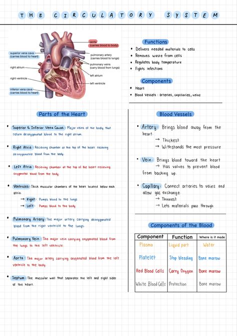 Heart Drawing Biology Notes, Biology Circulatory System, Cardiovascular System Physiology, Pdhpe Aesthetic, Heart System Anatomy, Anatomy And Physiology Cardiovascular System, The Heart Notes Anatomy, Science Human Body Notes, The Heart Anatomy Notes