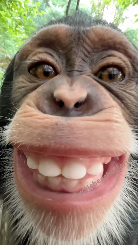 Carmen Applegarth Monkey Smiling, Cute Monkey Pictures, Monkey Stickers, Funny Dp, Monkey Pictures, Monkey 3, Quick Braided Hairstyles, Pet Monkey, Monkeys Funny