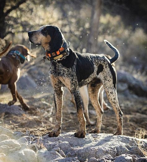 Blue Tick Coonhound, Blue Tick Hound, Hound Hunting, Coonhound Puppy, Dogs Hunting, Coonhound Dog, Blue Tick, Every Dog Breed, Hound Dogs