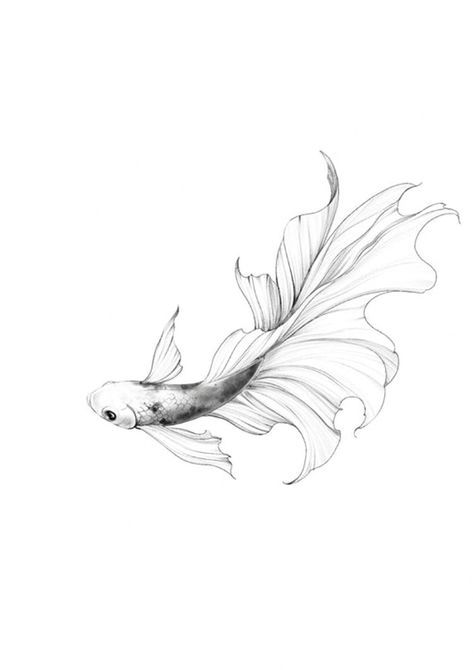 Small Betta Fish Tattoo, Beta Fish Line Art, Fineline Koi Fish Tattoo, Betta Fish Tattoo Design, Beta Tattoos, Beta Fish Tattoo Design, Tattoo Carpe Koi, Fine Line Koi Fish Tattoo, Two Koi Fish Tattoo