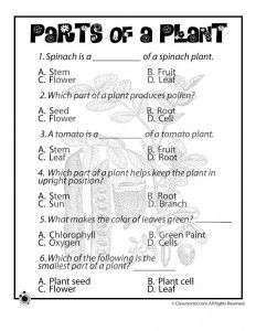 Plant worksheet 3rd Grade Science Worksheets, Plant Life Cycle Worksheet, Life Science Projects, 3rd Grade Science, Free Science Worksheets, Grade 3 Science, Plants Worksheets, Planting For Kids, Worksheets For Grade 3