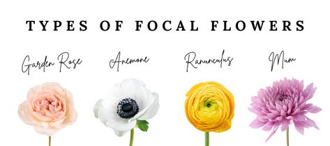 Types of Flowers: Focals, Fillers, and More! Focal Flowers, Filler Flowers, Lavender Herb, Different Types Of Flowers, Stock Flower, Tall Flowers, Flower Bar, Line Flower, Flowers Arrangements