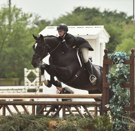 Hunter Jumper Aesthetic, Hunter Derby, Horse Show Jumping, Hunter Jumping, English Horses, Hunter Jumper Horses, Jumping Horses, Hunter Horse, Horse Collection