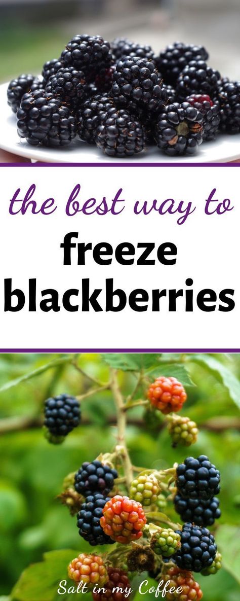 Freezer Vegetables, Freeze Blackberries, Babycook Recipes, Kitchen Extras, Simmering Pot, Freeze Food, How To Freeze Blackberries, Freezing Fruit, Freezing Vegetables