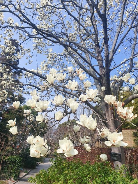 #spring #magnolia #japan White Magnolia Aesthetic, Magnolia Aesthetic, White Magnolia, White Aesthetic, Magnolia, Japan, White