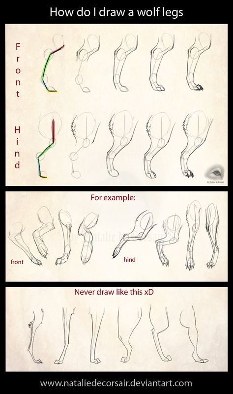 How To Draw Wolfs, How To Draw Animal Legs, How To Draw Wolf Face, Wolf How To Draw, Wolf Legs Reference, Dog Legs Drawing, Wolf Legs Drawing, Dog Leg Reference, Wolf Tutorial Drawing