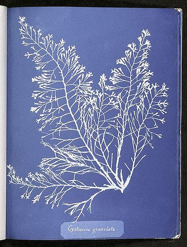 https://flic.kr/p/5JKmnB | Cystoseira granulata. | Digital ID: 419695. Atkins, Anna -- Photographer. 1843-53   Source: Photographs of British algae: cyanotype impressions. / Part I. (more info)   Repository: The New York Public Library. Spencer Collection.   See more information about this image and others at NYPL Digital Gallery. Persistent URL: digitalgallery.nypl.org/nypldigital/id?419695   Rights Info: No known copyright restrictions; may be subject to third party rights (for more inform... Natural Form Artists, Serena Joy, Anna Atkins, Cyanotype Printing, Cyanotype Art, Cyanotype Process, Women Photographers, Sun Prints, Vintage Coastal