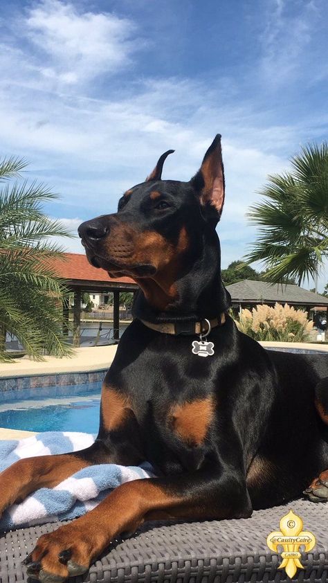 Doberman Pinscher, Doberman, Black