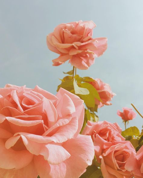 Pink Roses Wallpaper Iphone Roses, Pixiv Fantasia, Wallpaper Rose, Peach Aesthetic, Aesthetic Roses, Rosé Aesthetic, Trellis Design, Peach Roses, Photo Wall Collage