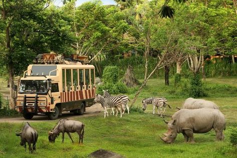 Bali Safari & Marine Park, Gianyar: See 2,761 reviews, articles, and 2,031 photos of Bali Safari & Marine Park, ranked No.4 on TripAdvisor among 62 attractions in Gianyar. Bali In December, Bali With Kids, Jungle Resort, Voyage Bali, Bali Honeymoon, Bali Holidays, Bali Travel Guide, Bali Island, Jimbaran